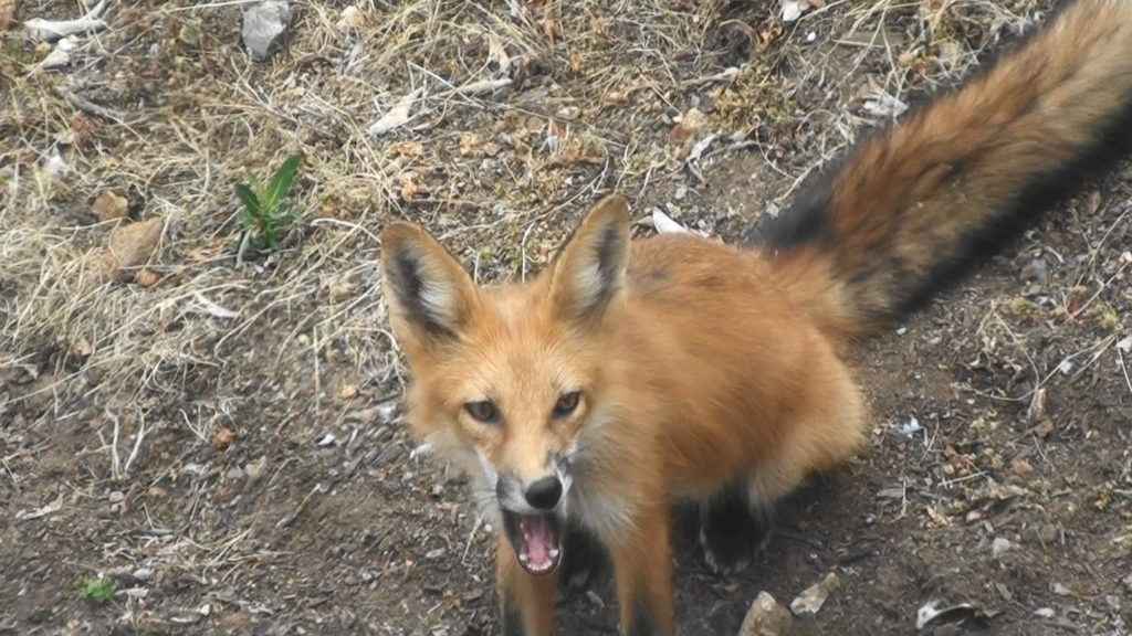<b>Red Fox Grady Ready for More Ham</b>